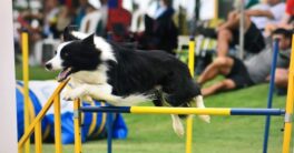 Injuries in Agility Training